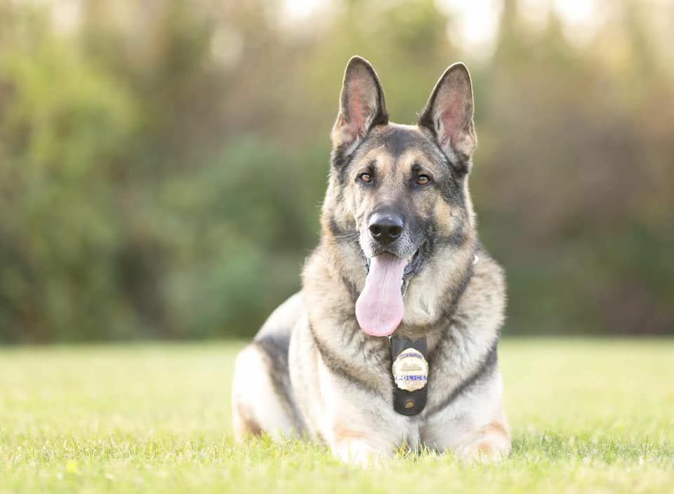 122718ho-k9-mitch